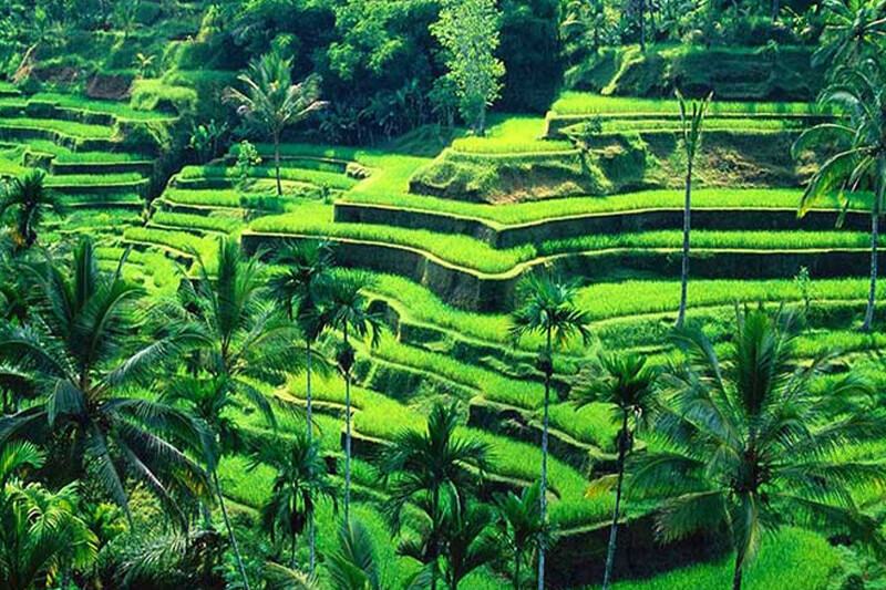 Bali (04 Nights / 05 Days)