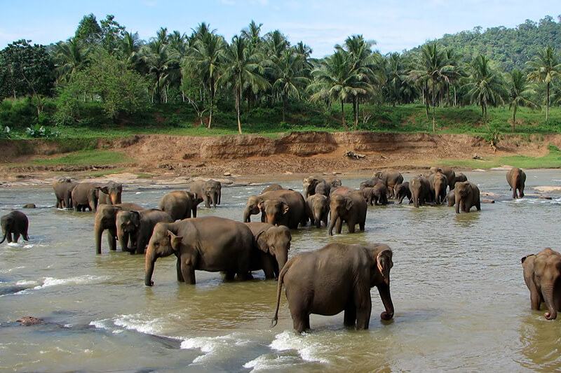 Sri Lanka (06 Nights / 07 Days)